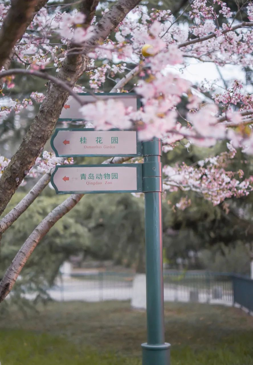 忽然，想去青岛了(图55)